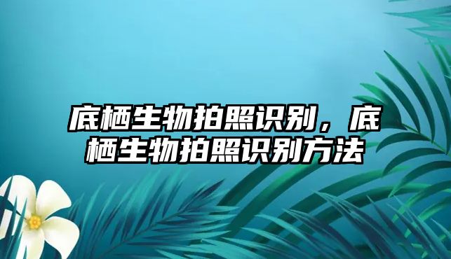 底棲生物拍照識別，底棲生物拍照識別方法