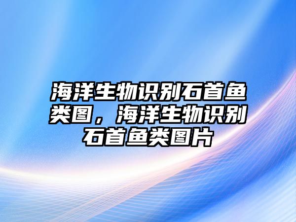 海洋生物識別石首魚類圖，海洋生物識別石首魚類圖片